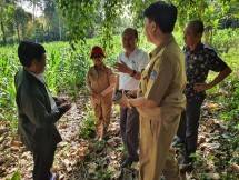 Kementan sedang meninjau perkebunan jagung