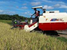Petani sedang garap sawah menggunakan traktor