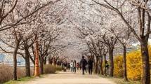Ilustrasi wisata Korea Selatan. (Foto: IST)