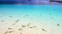 Serunya Main Bersama Anak Hiu di Pulau Tinabo