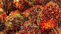 Indonesia Berkontribusi 58% Produksi Minyak Sawit Dunia