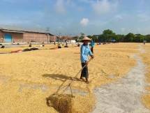 Petani sedang mengeringkan gabah