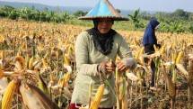 Petani memperlihatkan lahan jagung yang siap panen