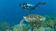  Penyelam Bersama Green Sea Turtle di Pulau Apo, Filipina (Stuart Westmorland/Getty Images)