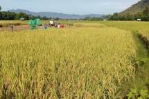 Sawah yang menguning siap panen