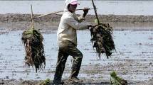 Petani di Kabupaten Karawang sedang menggarap sawahnya. ( BAY ISMOYO/AFP/Getty Images)