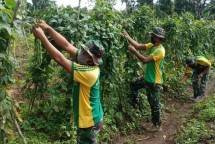 Yonif 411 Kostrad Wujudkan Ketahanan Pangan dengan Berkebun 