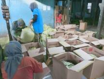Matcha Tea Siap Diekspor 21 Ton ke Korea Selatan