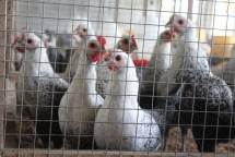 Ayam Sembawa Mampu Menghasilkan Telur 250 Butir per Tahun