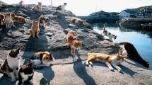 Pulau Kucing di Pulau Tashirojima, Jepang (The Asahi Shimbun/Contributor/Getty Images)