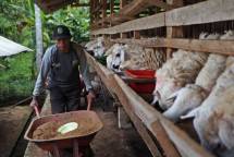 Petani memberi pakan kambing (Doc:ACT)