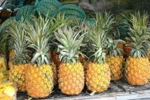 Top! Balai Kemenperin Olah Limbah Daun Nanas Jadi Bahan Baku Industri 