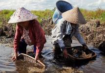 Kisah Ikan Gabus Selamatkan Lahan Gambut di Siak