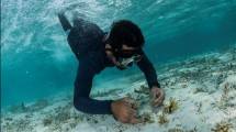 Nikmati Beragam Spesies Langka Berkerumun di Tepi Laut S Hotels & Resorts Thailand dan Maladewa