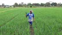Produksi Pangan Dalam Negeri Tetap Jadi Prioritas Utama