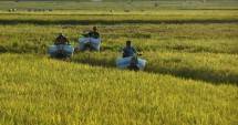 Lewat Corporate Farming, Klaster Pangan BUMN Bersinergi Genjot Produktivitas Pertanian