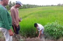 Petani sedang membasmi hama tikus di persawahan (Doc: Kementan)