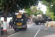 Viral! Sapi Putih Berbadan Besar Mengamuk hingga Tewas Ditembak Polisi