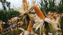 Panen jagung di NTB (Doc: Kementan)