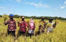 Panen padi di Kulon Progo