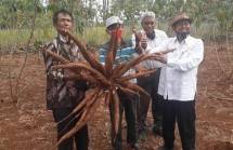 Panen Ubi kayu di Gunung Kidul (Doc: Kementan)