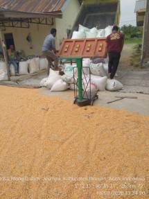 Petani Bireun Masih Menikmati Sukses dengan Bertanam Jagung