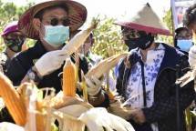 Kementan Pantau Jagung NTB Masih Melimpah dan Siap Panen April-Mei Ini