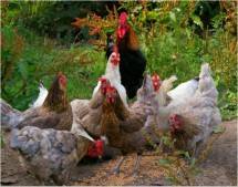 Kementan Upayakan Pasokan dan Harga Ayam Tingkat Peternak Stabil