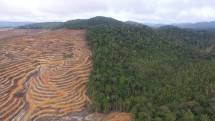 Sebagian Hutan Hujan Kinipan/ Foto Ilustrasi: Legaleraindonesia.com