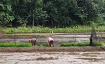 Petani sedang menanam padi di sawah