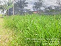 Loka Penelitian Kambing Potong Sei Putih