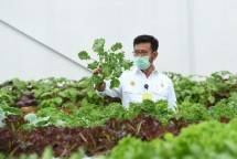 Mentan akselerasi green house