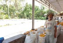 Kementan Dorong Industri Pakan Ternak Serap Jagung Petani
