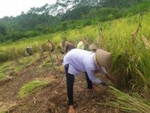 Petani Gunungkidul bersiap menanam padi