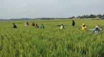 Petani Bekasi berada di persawahan