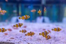 Phi Phi Island Beach Resort Raih Penghargaan TAT UK's Responsible Thailand Award