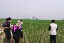 Drone yang diterbangkan untuk menebar agens hayati di persawahan
