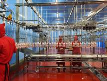 Suasana pemotongan ayam secara modern
