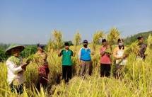 Petani yang sedang panen padi