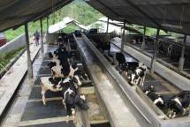 Proyeksikan Peningkatan Produksi Susu, Kinerja SIKOMANDAN Pada Sapi Perah Dinilai Positif