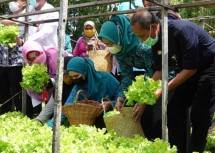 Luar Biasa! Pertanian Pangan Lestari Tingkatkan Kecukupan Pangan