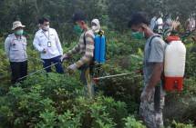 Petani lakukan pembasmian hama di perkebunan Lampung
