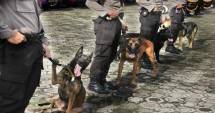 Anjing pemburu atau K-9 (foto: Sindonews)