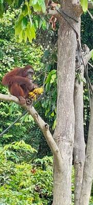 Sumber Sawitmas Sarana Jadikan Pulau Salat sebagai Konservasi Orang Utan