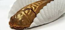 Perusahaan Permen Ini Hadirkan Jangkrik dilapisi Cokelat, Seperti Apa Rasanya?