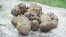 Buah porang hasil pertanian yang sedang berkembang