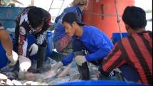 Senyum Poklahsar Sampang, Naik Omzet Berkat Cold Storage Portable Bantuan KKP