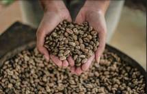 Menparekraf Berharap Wisata Tematik Kopi jadi Trademark Wisata Nasional