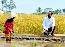 Presiden Jokowi meninjau sawah petani
