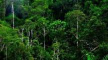 Kredibilitas Sertifikasi Hutan Lestari Harus Kuat